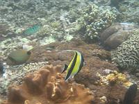 trip_bali 447 